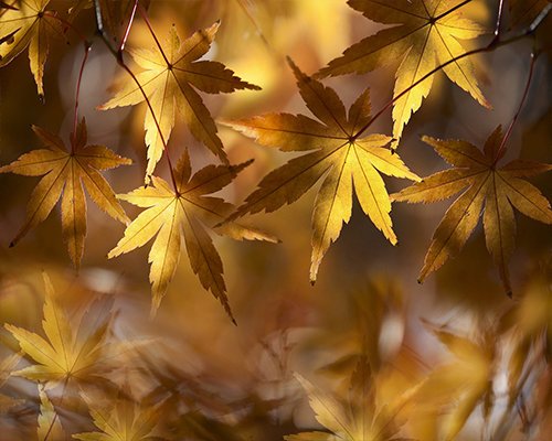 dry-leaves